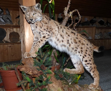 Ein ausgestopfter Luchs steht auf einem dekorativen Holzstück, umgeben von Pflanzen. Im Hintergrund sind Regale mit ausgestellten Gegenständen in einem Innenraum zu sehen. 