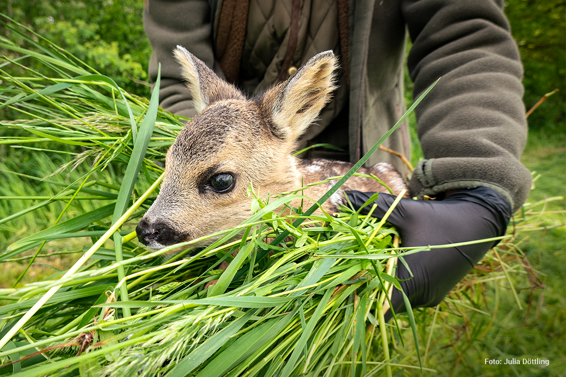 Ein Rehkitz wird sanft von einer Person in dunkelgrüner Kleidung gehalten, umgeben von frischem Gras. Der Hintergrund zeigt eine grüne, natürliche Umgebung. Text: "Foto: Julia Döttling".