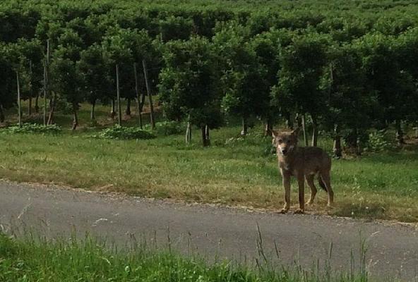 Beim toten Wolf im Schluchsee und dem zuvor in Überlingen am Bodensee gesichteten Wolf handelt es sich wahrscheinlich um ein und dasselbe Tier. Foto: Marco Roth