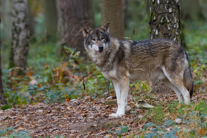 Foto: Archiv/Claudia Reinöhl (Alte Fasanerie Klein-Auheim)