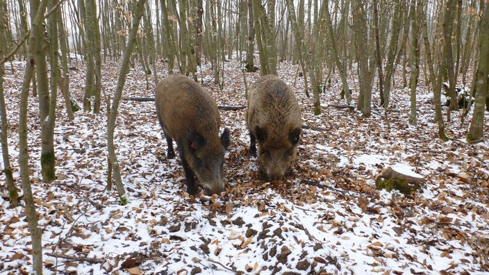 Die Sauen sind gut über den Winter gekommen und warten ab 6. April auf "Kundschaft". (Foto: Dr. Werner Schreiber)