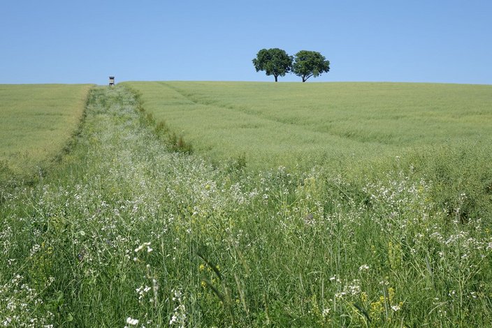 Insgesamt wurden 11 Hektar neue Blühfläche geschaffen. Foto: Greiner