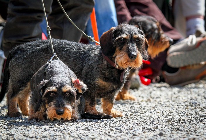 Jagdhundetag 2017 - Foto: Claudia Reinöhl