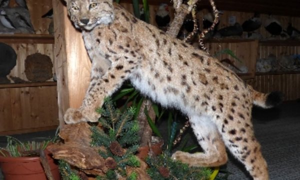 Ein ausgestopfter Luchs steht auf einem dekorativen Holzstück, umgeben von Pflanzen. Im Hintergrund sind Regale mit ausgestellten Gegenständen in einem Innenraum zu sehen. 