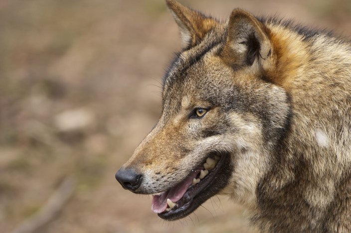 Vergangenen Samstag soll ein Wolf Jagdhunde während der Jagd attackiert haben. Quelle: Rolfes/DJV