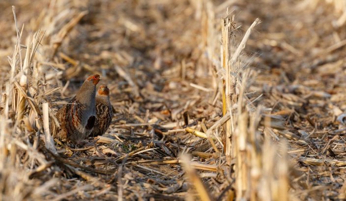Bewohner des Lebensraum Feldflur sind Rebhühner. Ihr dramatischer Rückgang wird ein Thema der Grünen Woche 2019 sein. (Foto: Seifert/DJV)
