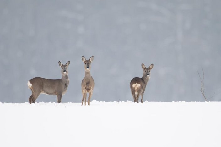 Rehe schränken ihre Mobilität in den Wintermonaten stark ein (Quelle: Rolfes/DJV)