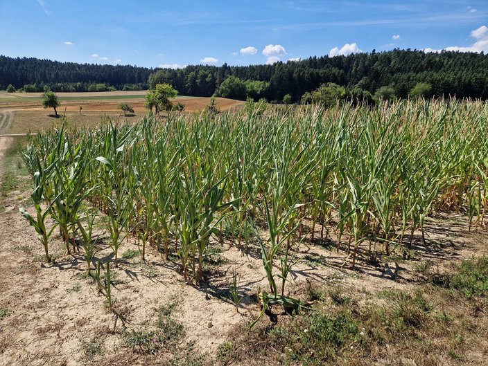 Maispflanzen wachsen auf einem trockenen Acker, umgeben von grünen Bäumen und bewaldeten Hügeln, unter klarem, blauem Himmel.