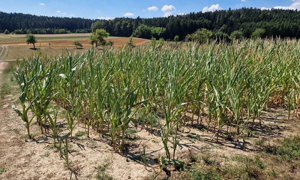 Maispflanzen wachsen auf einem trockenen Acker, umgeben von grünen Bäumen und bewaldeten Hügeln, unter klarem, blauem Himmel.