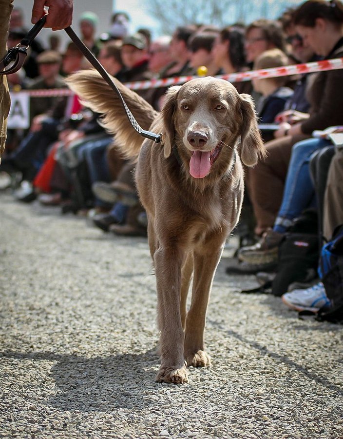 Jagdehundetag 2017 - Foto: Claudia Reinöhl