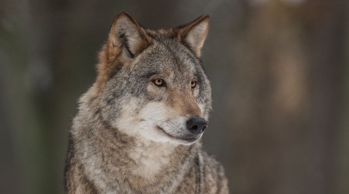 Wolf europa