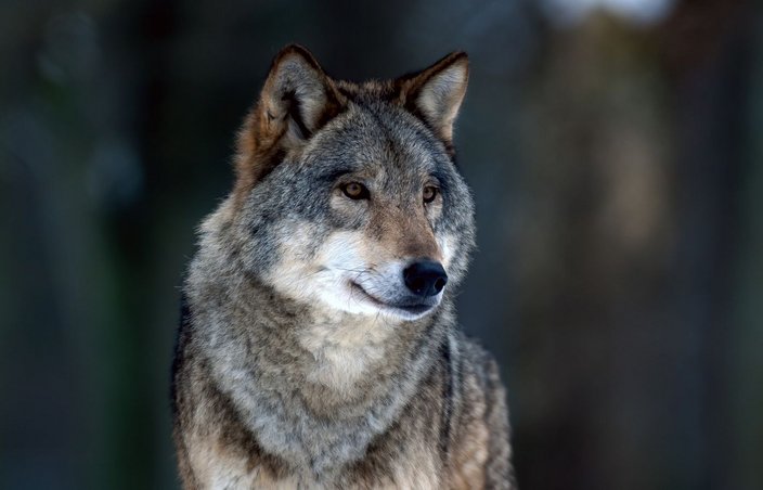 wolf europa