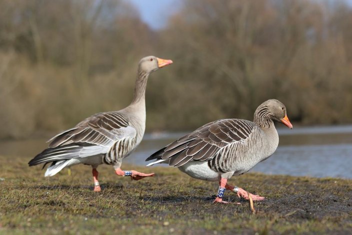 Der Ring ist der Personalausweis eines Vogels - mit der Meldung leisten Jäger einen wichtigen Beitrag zur Forschung (Quelle: Hinrichs/DJV)