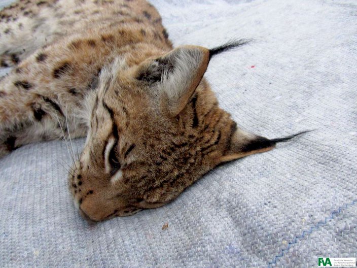 Der zweijährige Luchs Tello wanderte aus der Nordost-Schweiz zu (Foto: FVA Freiburg)
