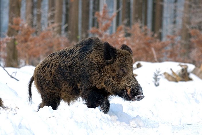 Foto: Erich Marek