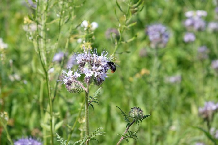 Von den Flächen profitieren neben dem Niederwild auch viele Insektenarten. Foto: Greiner
