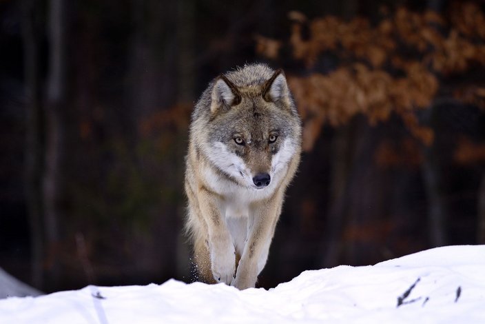 Foto: Marek