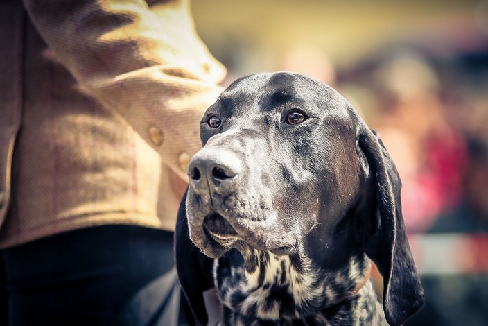 Jagdehundetag 2017 - Foto: Claudia Reinöhl