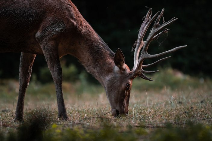 Foto: Tobias Westen