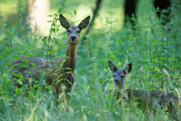 Die Waldstrategie 2050 sieht den Abschuss von Wildtieren als alleinige Lösung für den Waldumbau vor. Quelle: Rolfes/DJV