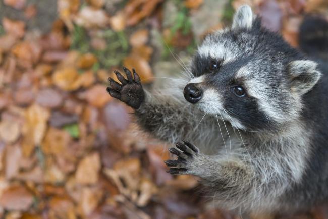Die Vorgaben für Jagd- und Schonzeiten in Hessen sind teilweise nicht mit der Verfassung vereinbar. (Quelle: Rolfes/DJV)